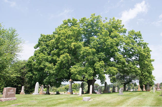 Maple Grove’s Oldest Trees Watch Over Generations