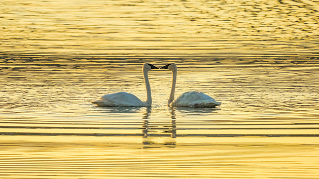 Swan Sunrise