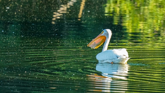 Pelican With Fish