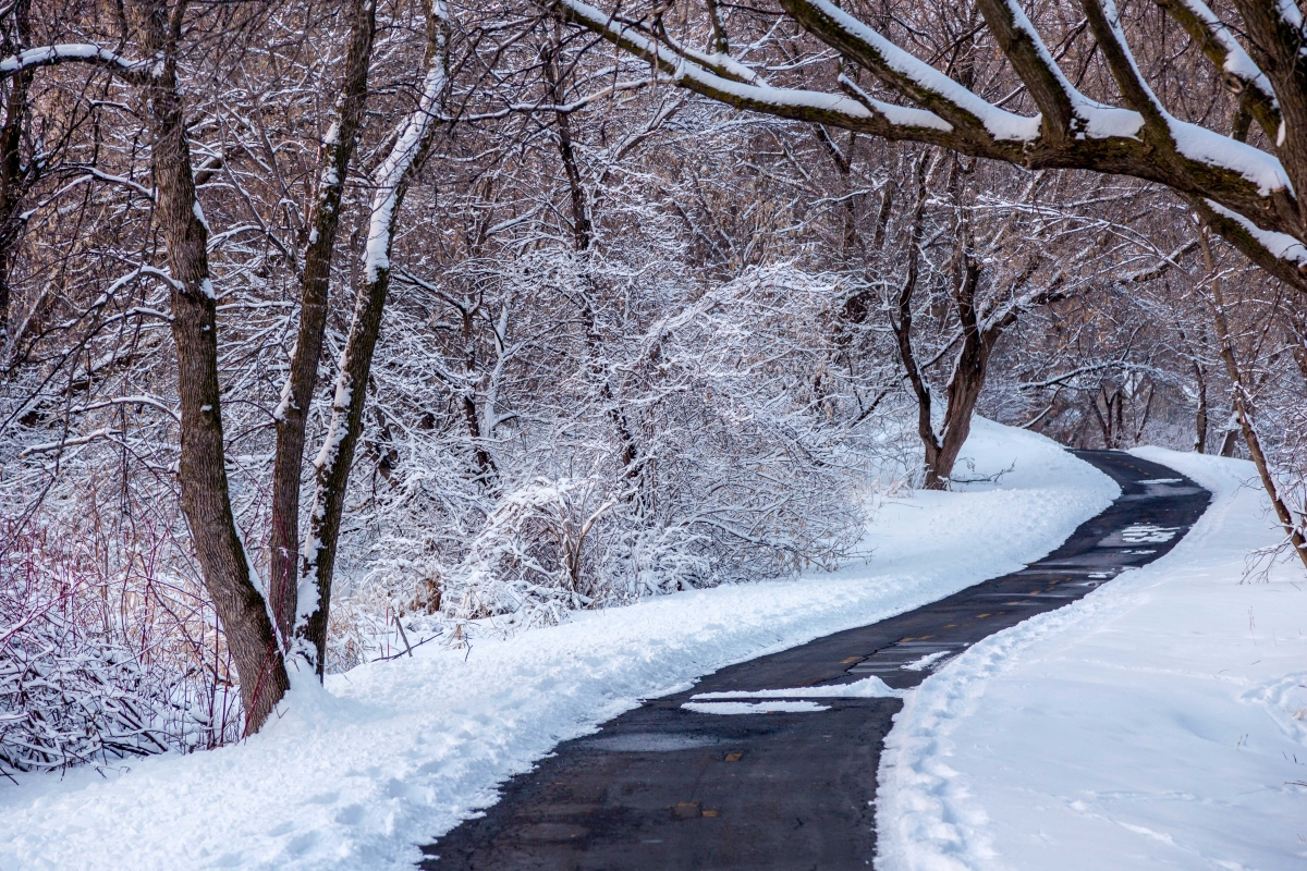 Winter Trail by Tracy Walsh