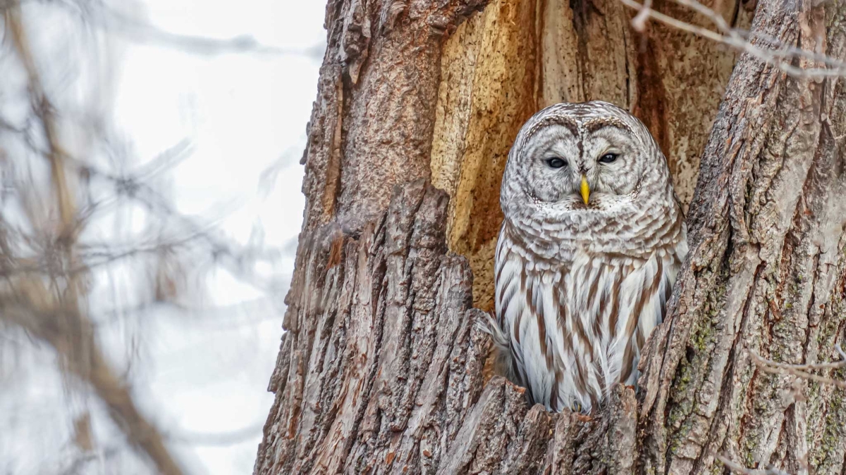 Eagle Lake Barred Owl by Rod Smoliak