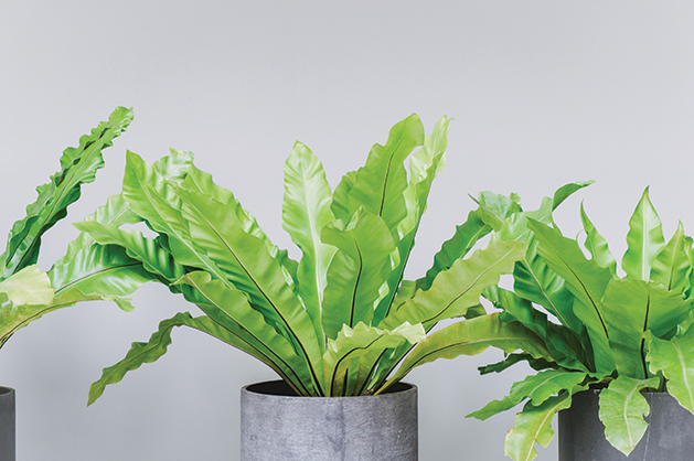 A vase of beautiful plant with long green wavy leaves growth for indoor plants, Houseplant decoration.