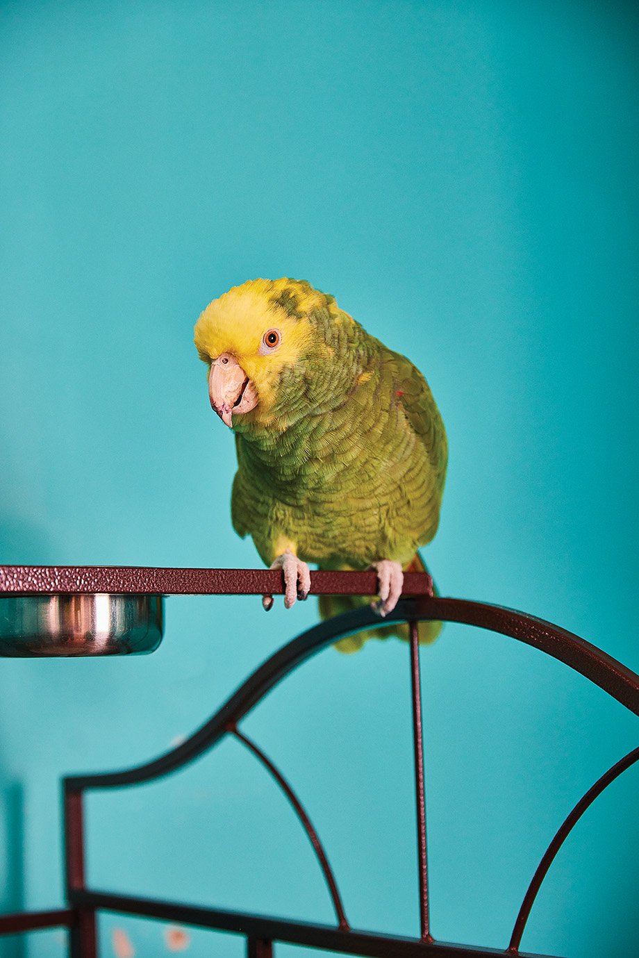 double yellow head Amazon parrot