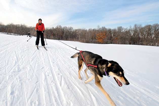 A person and their dog skijoring at Elm Creek Park Reserve.