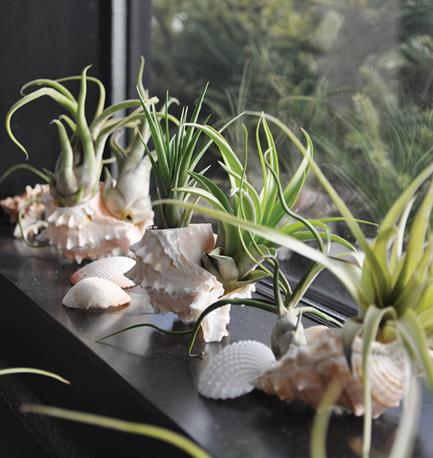 The Best Pet-friendly Indoor Plants