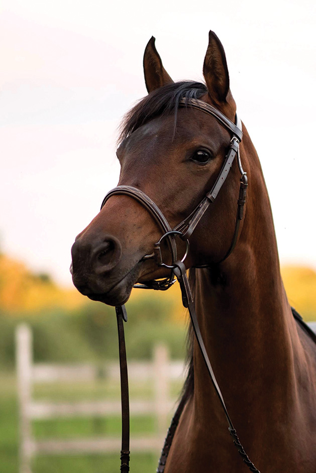 Ghea, Arabian horse