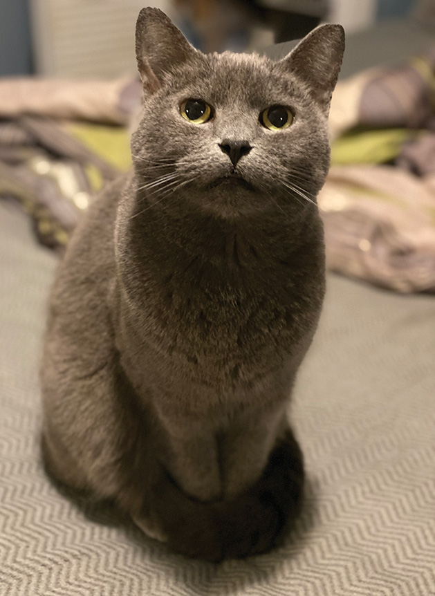 Rockette Gray Cat