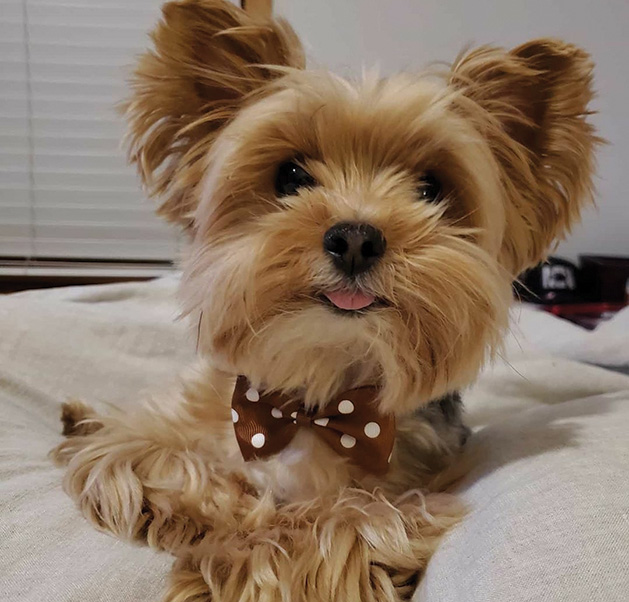 Meet Stuntman Mike, Our Favorite Instagram Famous Pup