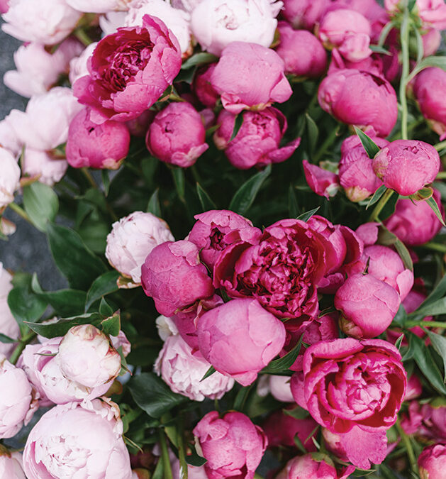 This Book is a Must-Read for Peony Enthusiasts