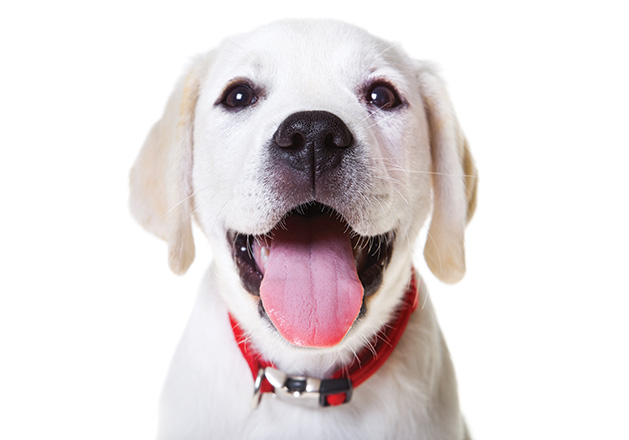 A friendly yellow lab puppy with a red collar