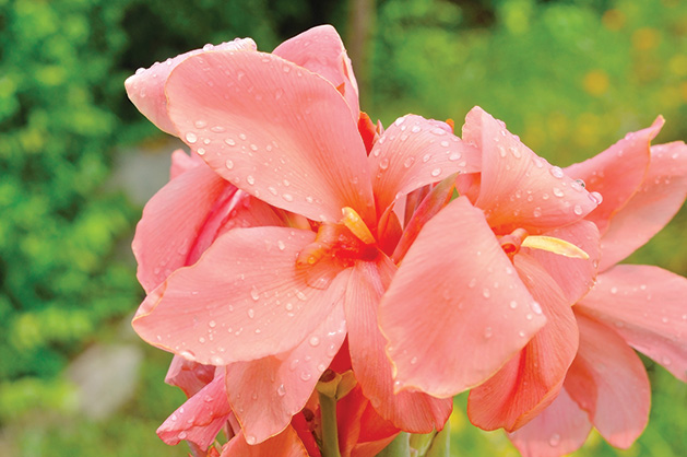 Pink Canna Lily in garden