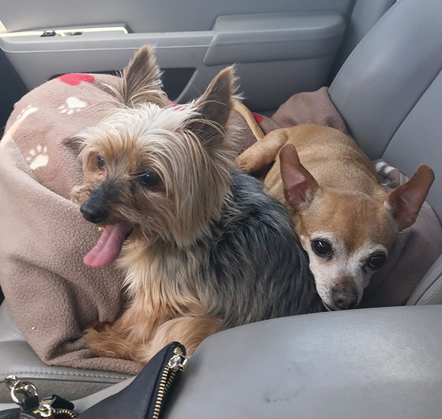 Lucky, a Yorkie and Kayla, a Chihuahua