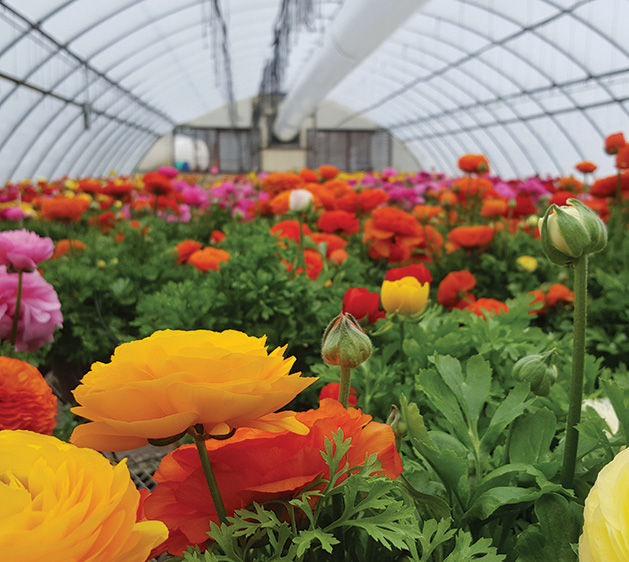 The Ranunculus: A Minnesota Spring Annual to Brighten Your Garden