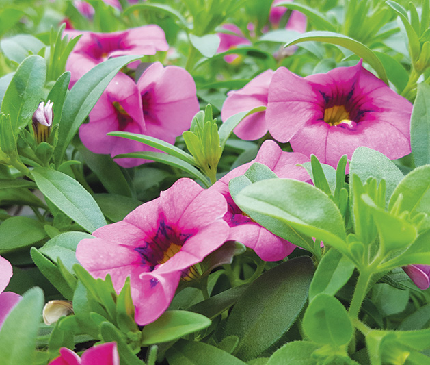 Make a Beautiful Garden with Minimal Effort with These Low-maintenance Plants