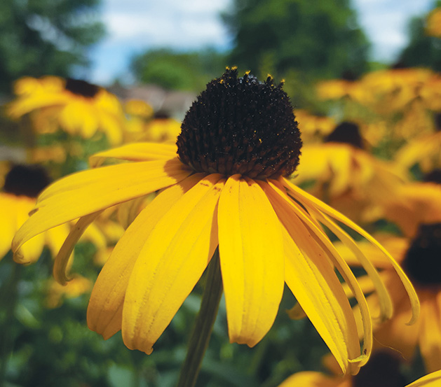 Add Color to Your Autumn Garden with This Minnesota Native Plant