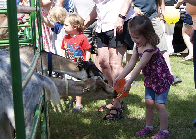 A girl feeds a pair of goats at Maple Grove Days.
