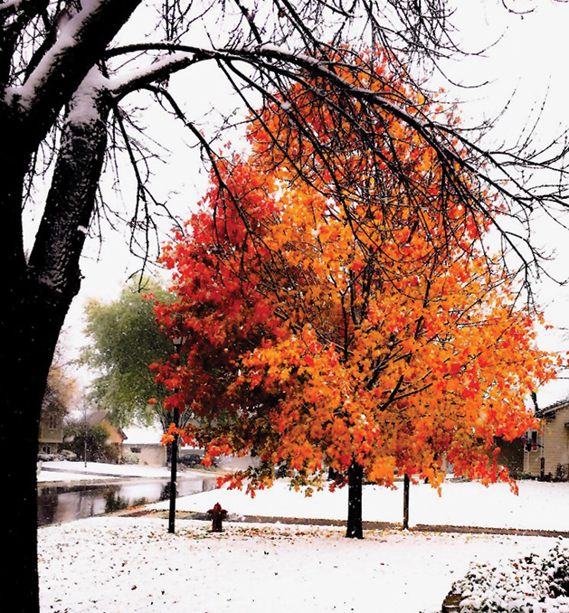 A tree with red and orange leaves surrounded by a fresh snowfall.