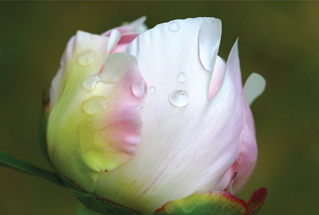 Nature photograph, flowers, peony, raindrops, photography, Focus on Maple Grove