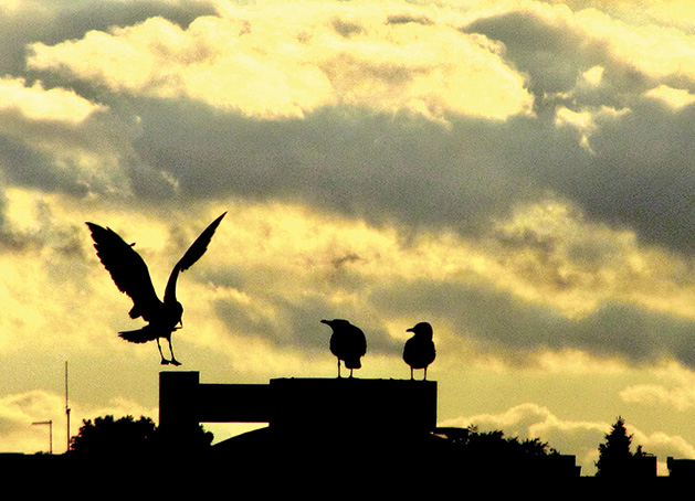 Seagulls perch on a street light in this Focus on Maple Grove-winning image.