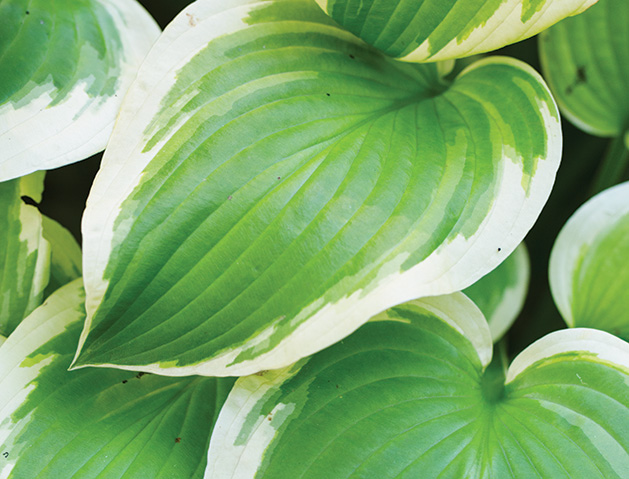 Close-up of Hosta Leaves