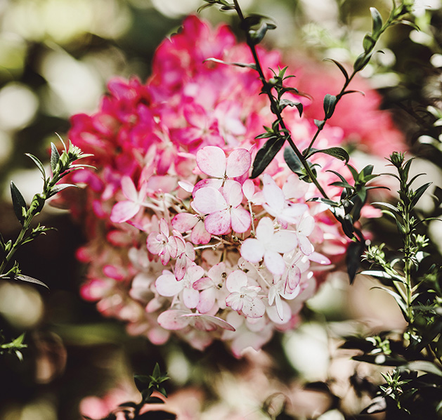 A Vanilla Strawberry Hydrangea, our columnist's pick for best flowering shrub.