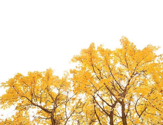 Trees with yellow leaves against a clear sky.