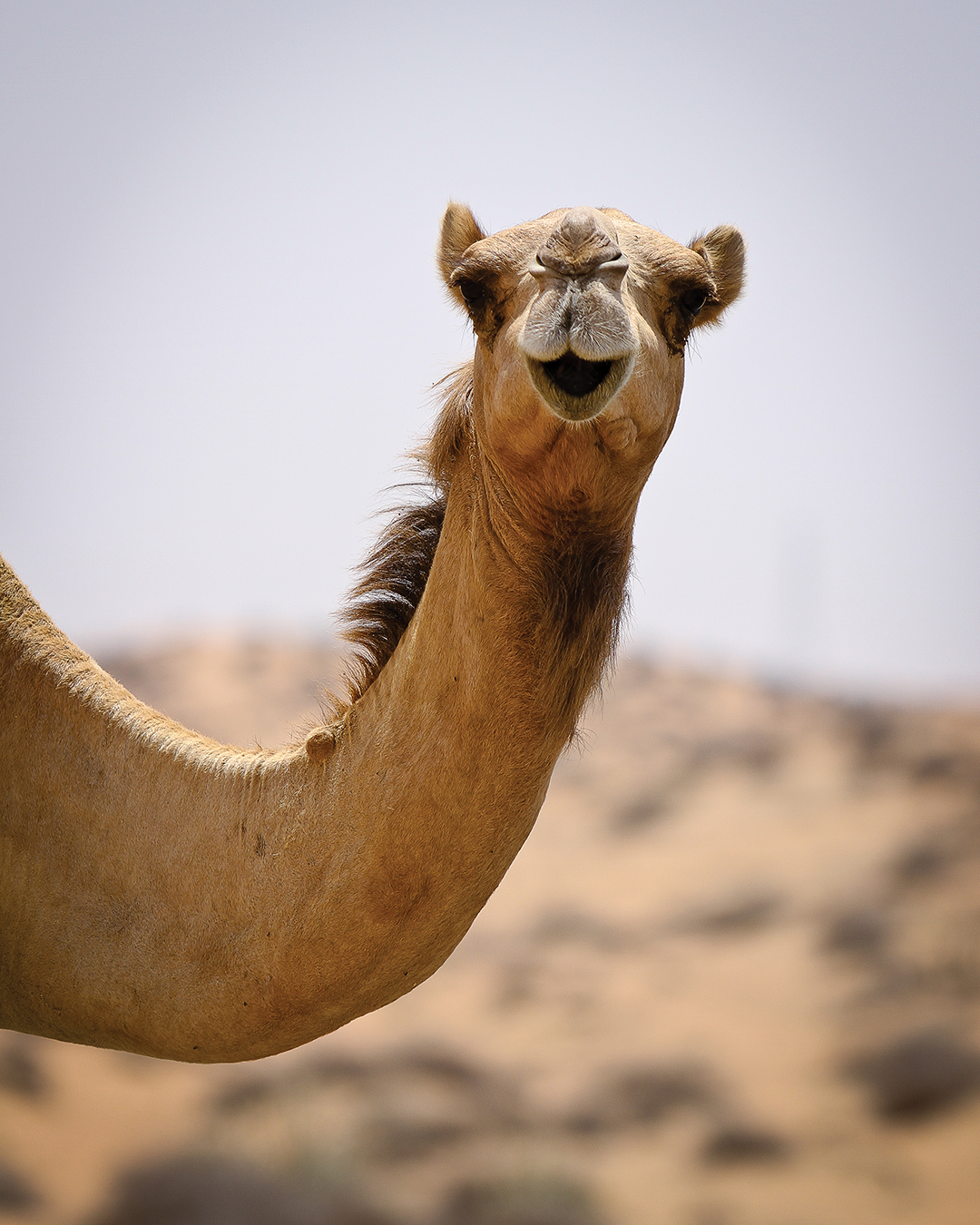 Debra Bernard Camel Photograph