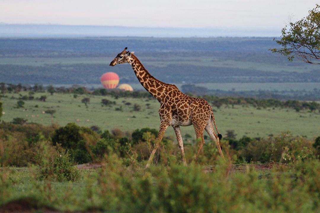 Debra Bernard has photographed animals all around the world, including cheetahs, elephants and giraffes in Kenya.