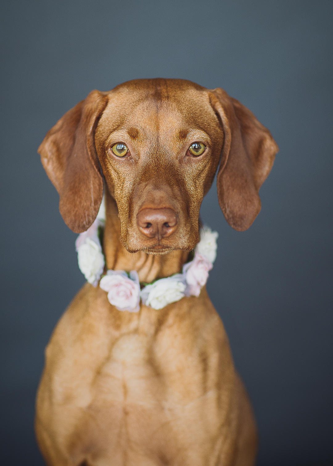 Behind the lens of the popular @indy_puppy Instagram account is Nyla, the Bernards’ 3-year-old vizsla.