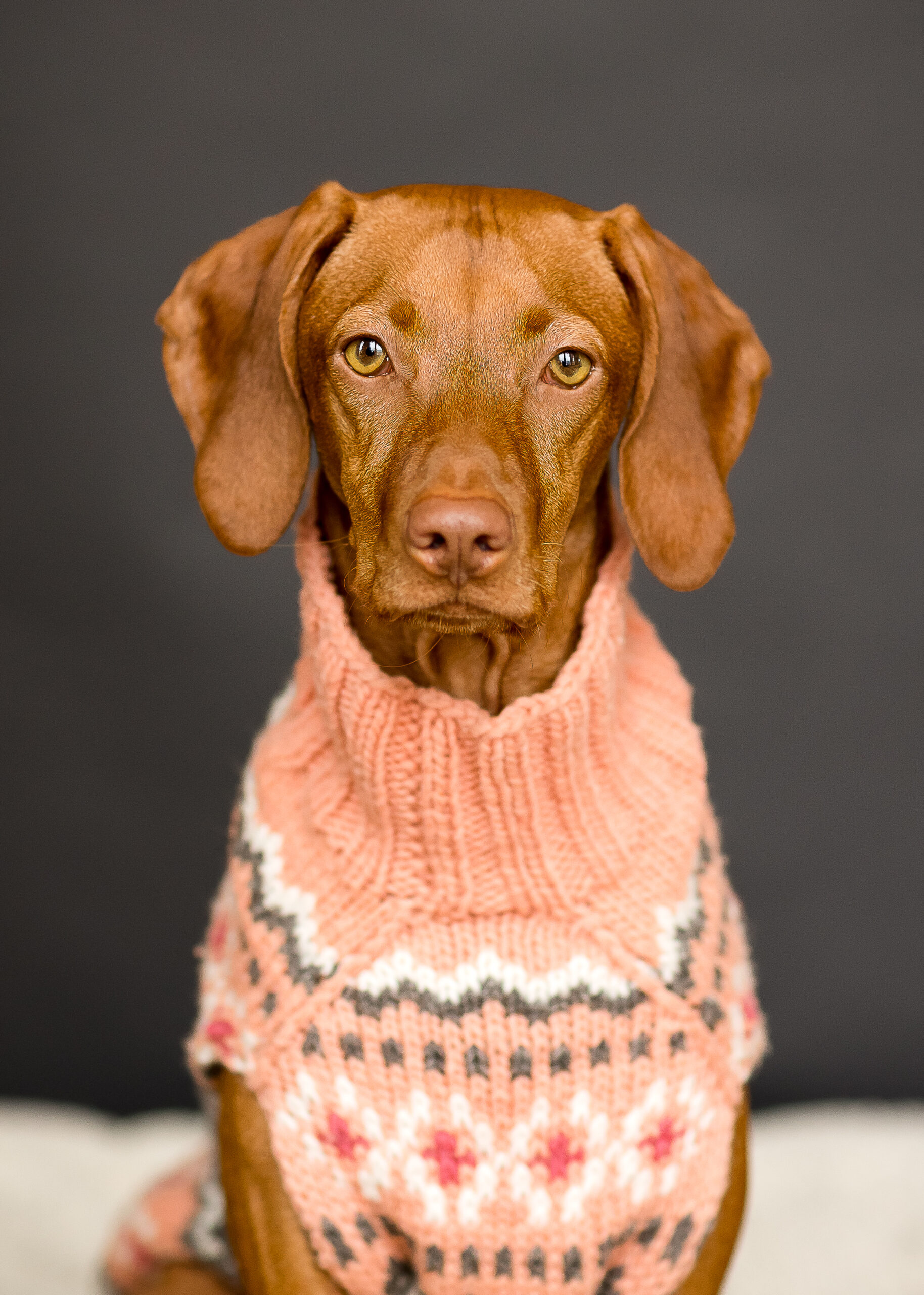 Nyla Dog in Sweater