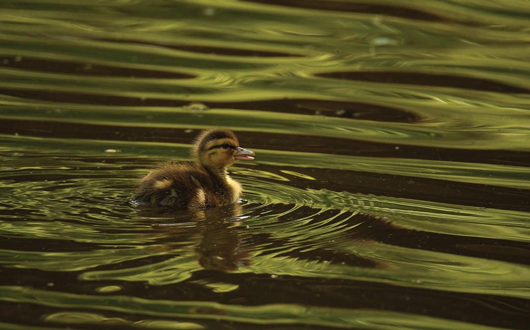 Arboretum Duckling