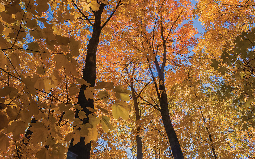 Fish Lake Fall