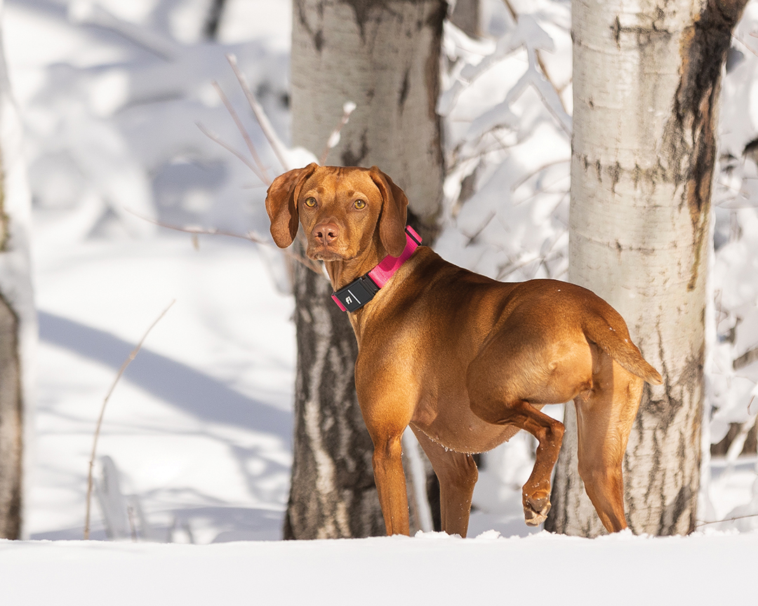 Snow Day