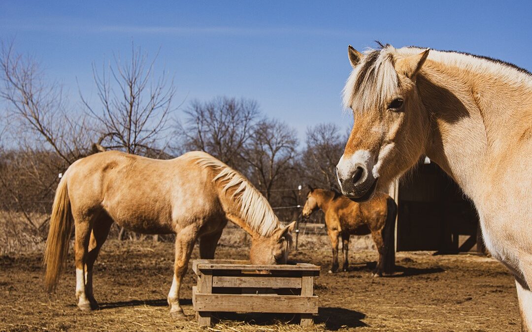 We Can Ride Offers Four-Legged Therapy
