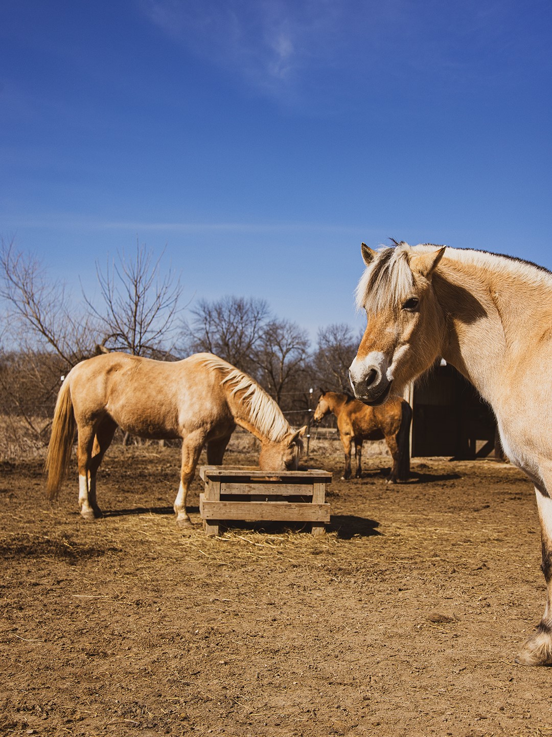 We Can Ride horses in the field.