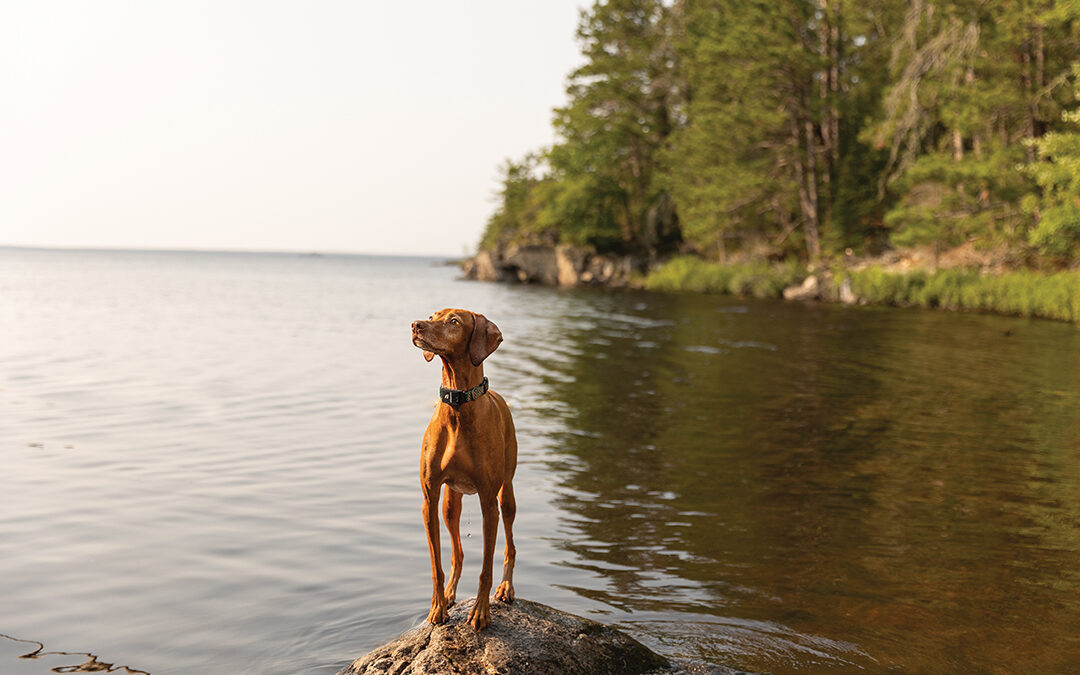 Rainy Lake Pup