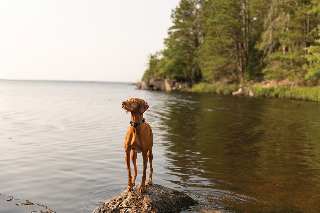 Rainy Lake Pup