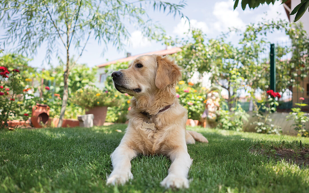 Pet Primer for Springtime Safety