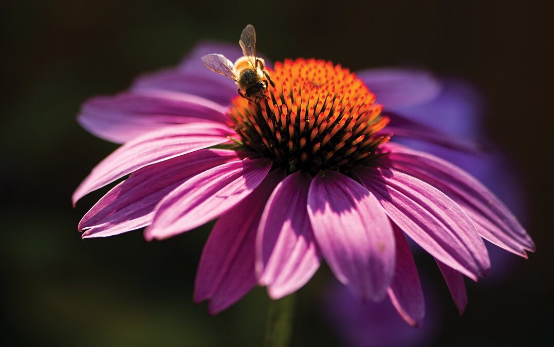 Top Tips for Creating a Pollinator-Friendly Yard