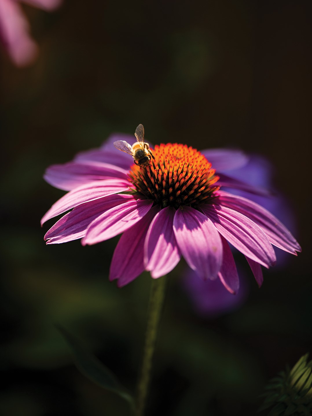 Bee on a Cone Flower