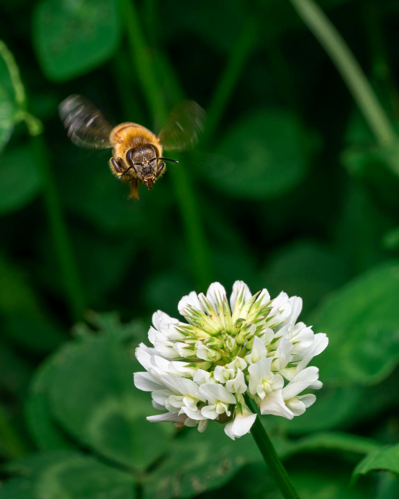 Dutch white clover is a great flower to include in a bee lawn.