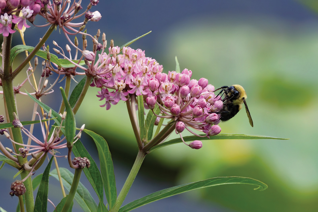 Bumble bee pollinating a pink flower.