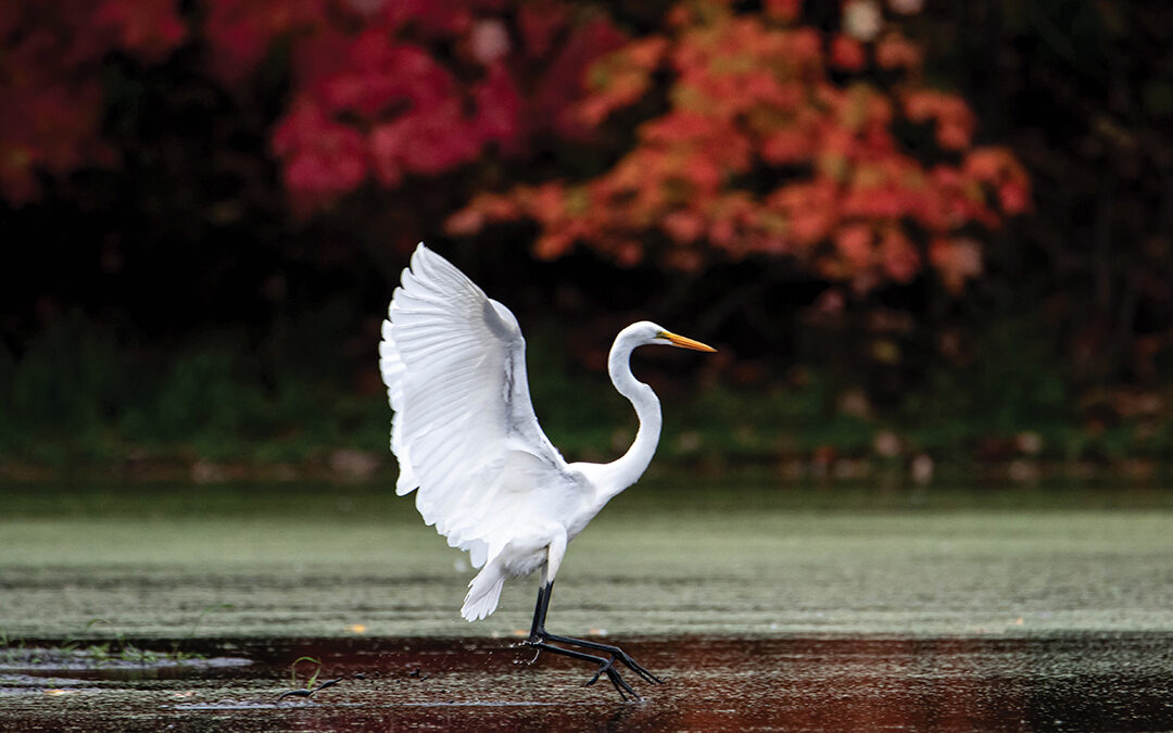 Ballerina in the Wild