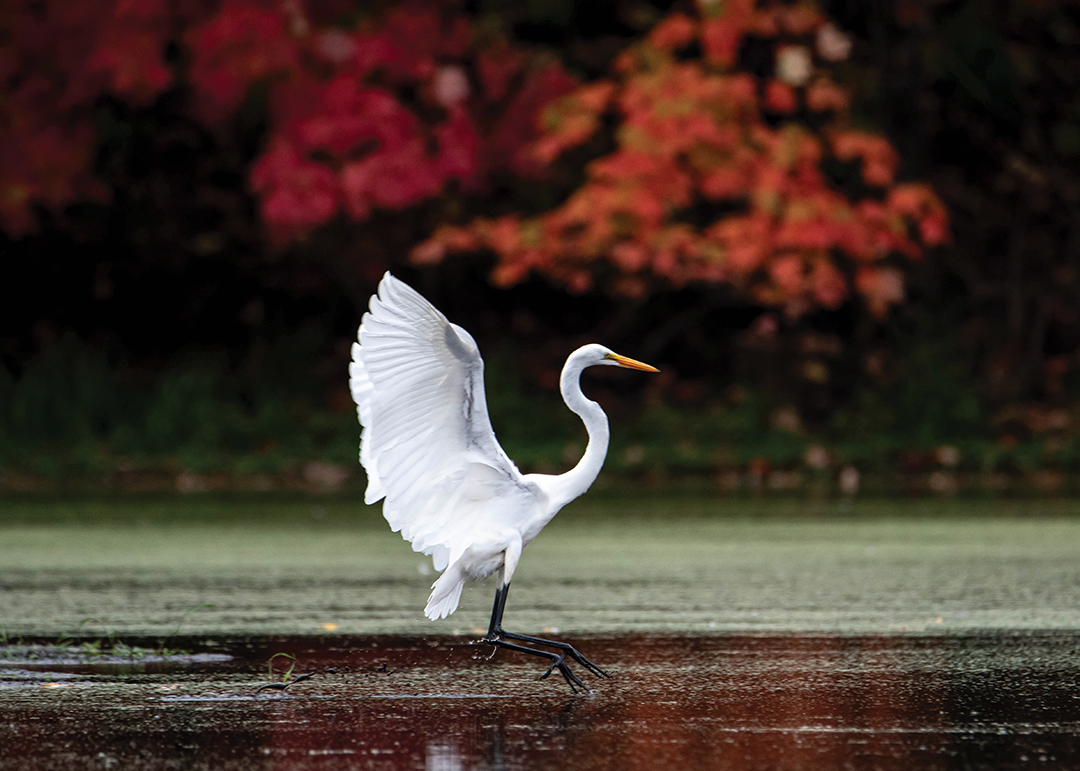 Ballerina in the Wild