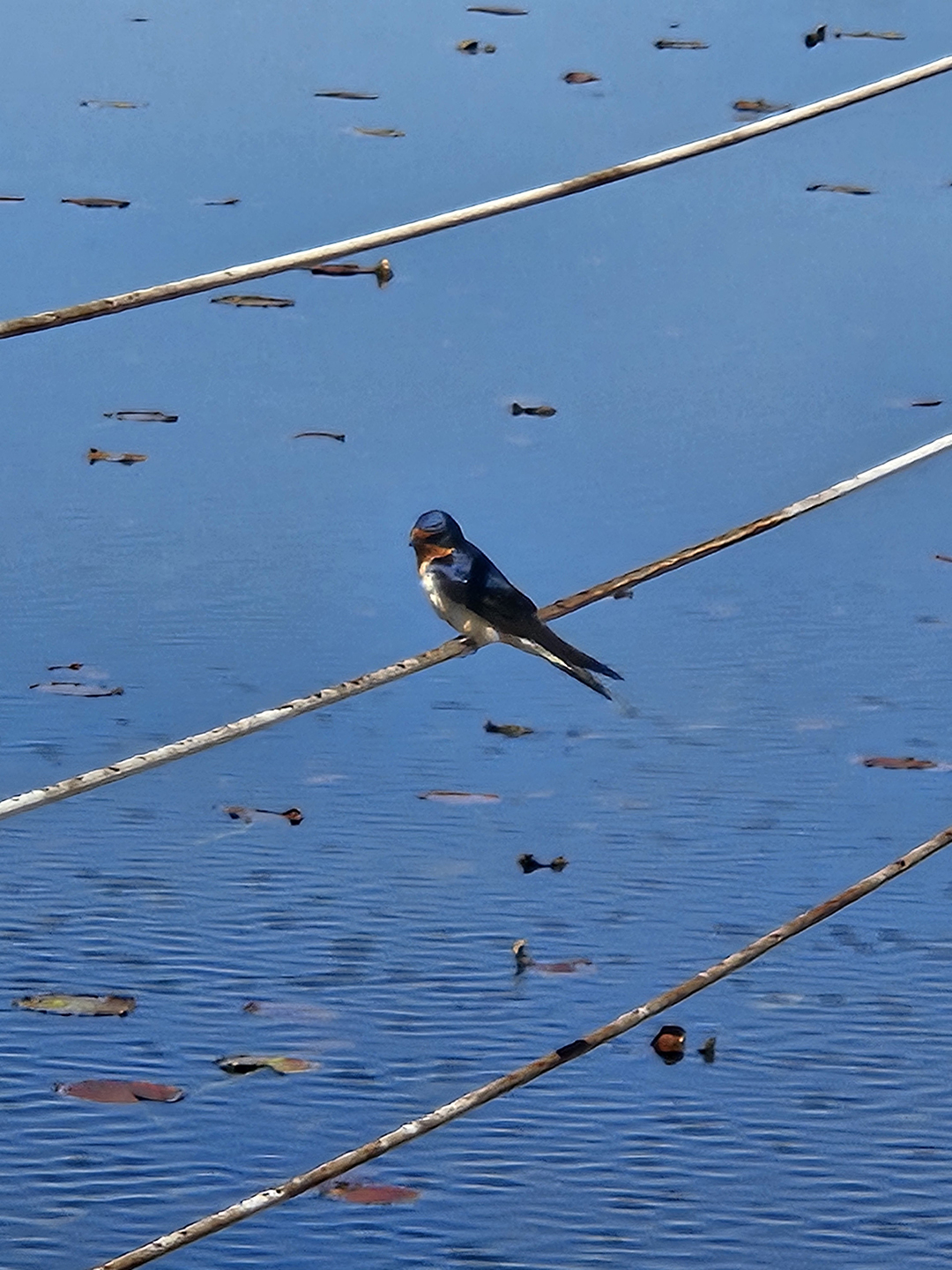 Bird On A Wire