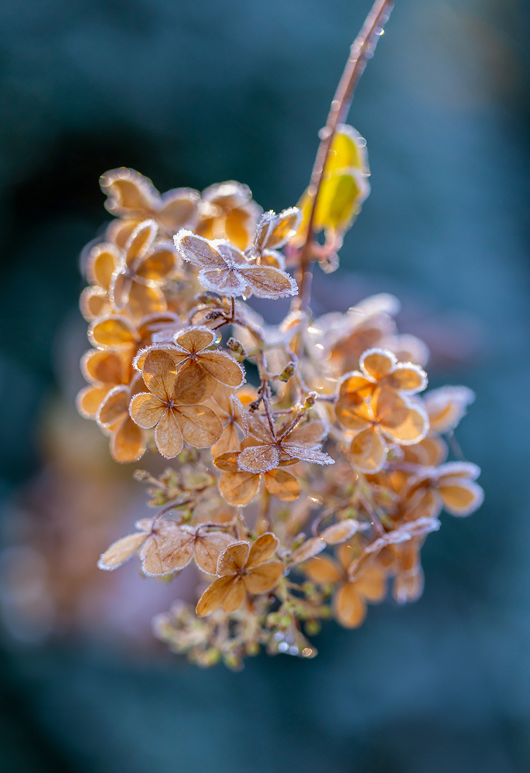 Frosted Hydrangea