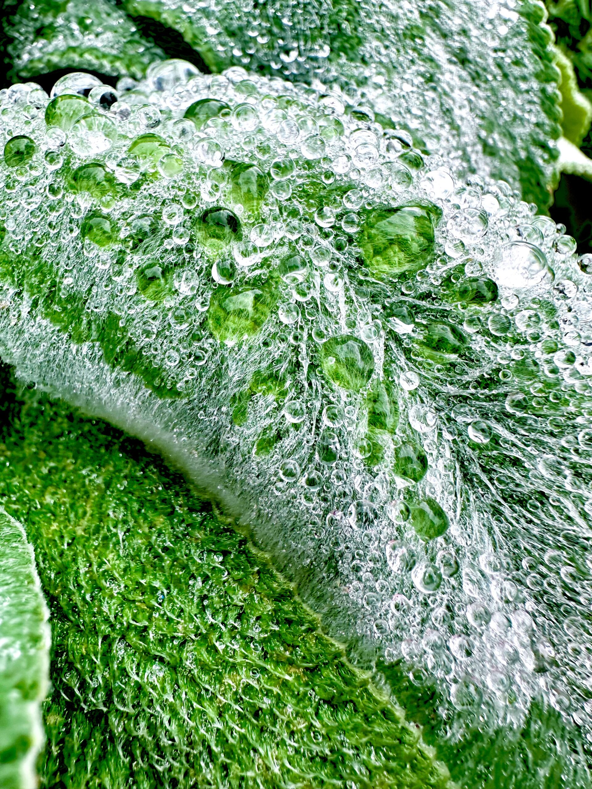 Rain drops