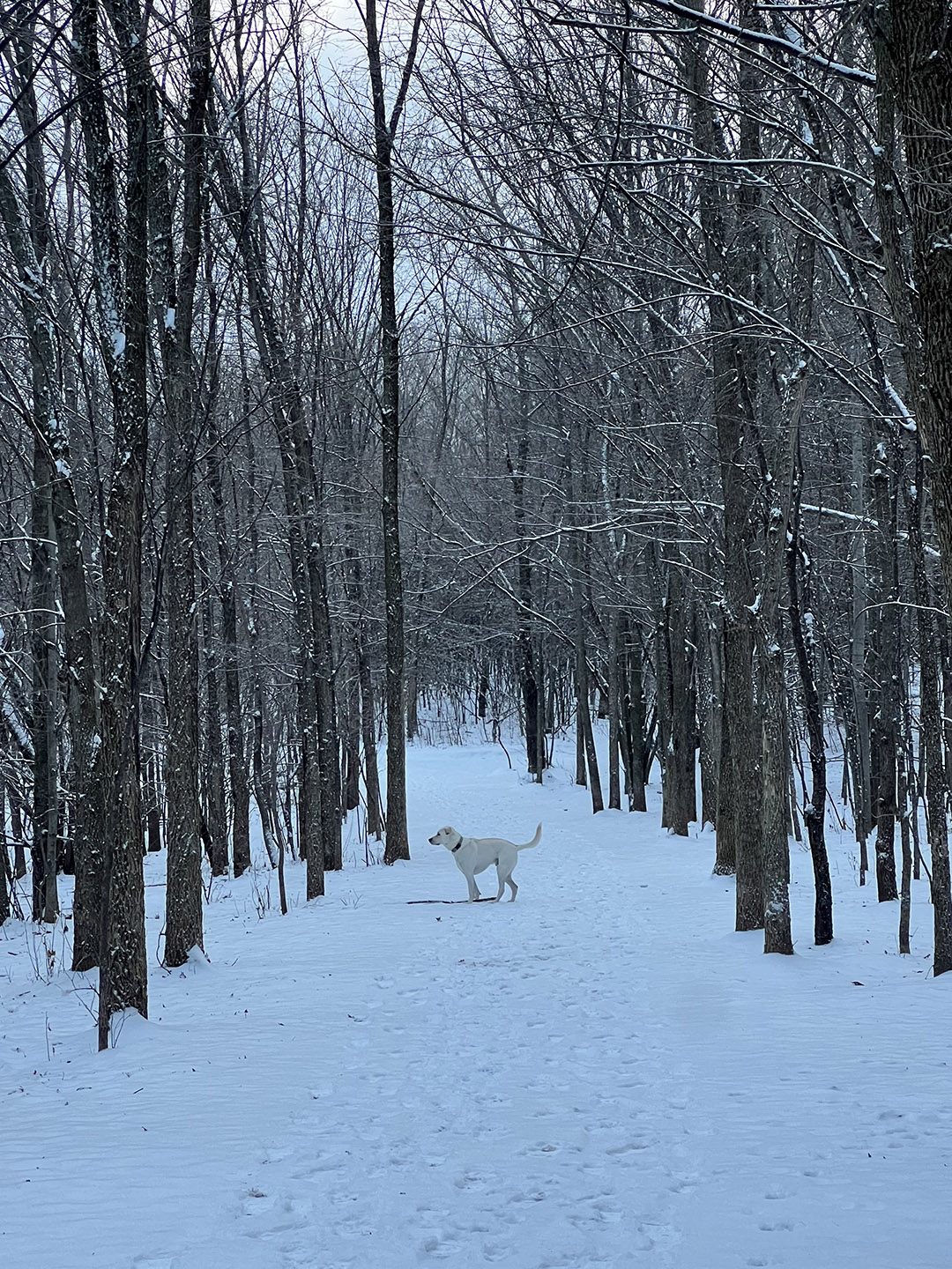 Let it snow