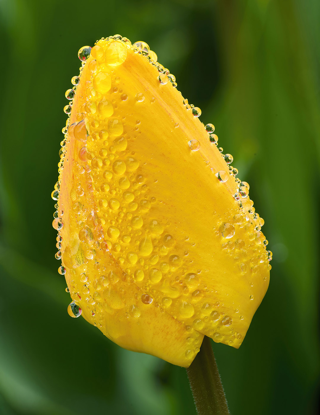 Nature's GoreTex