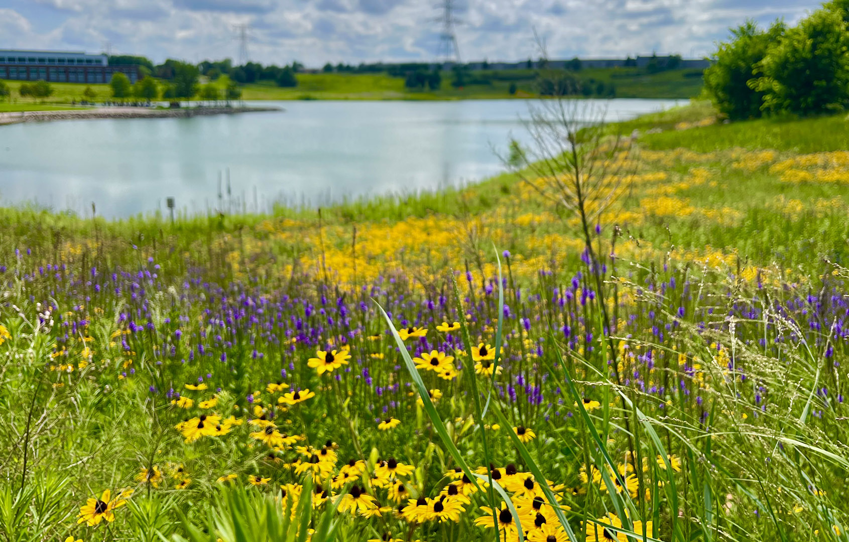 Wild Flowers at Town Green